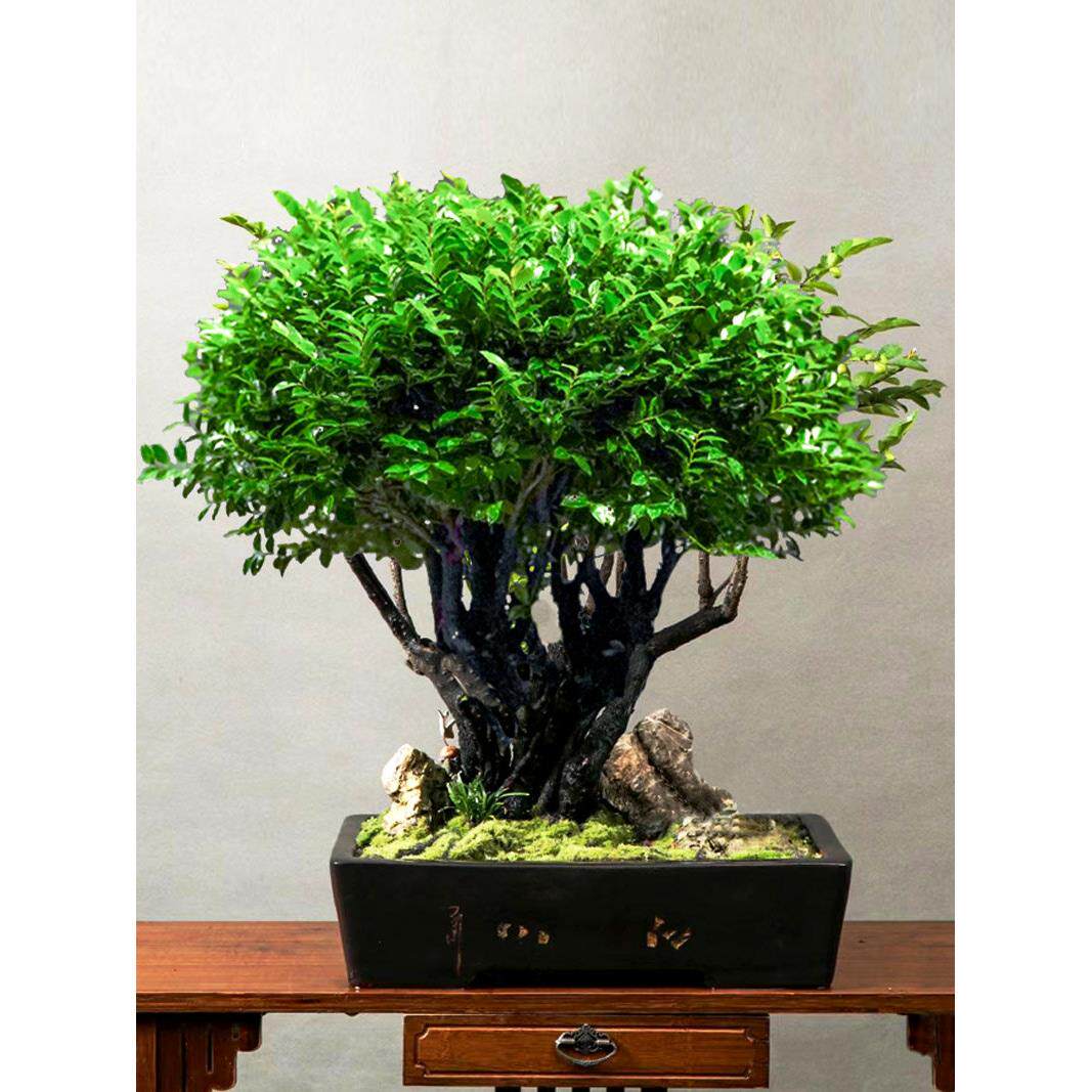 黑骨茶小叶紫檀盆景老桩造型一物一拍室内阳台名贵绿植盆栽树苗