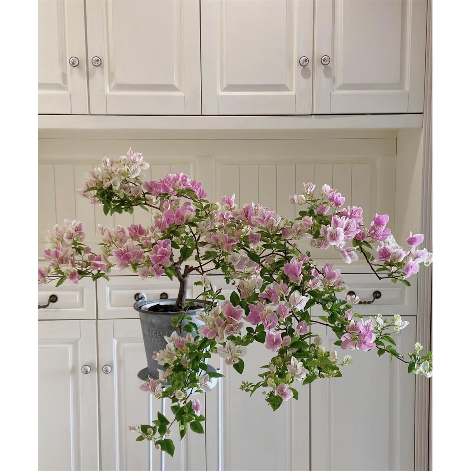 【漳红樱】三角梅多季开 花绿植盆栽花卉爬藤植物勤花品种