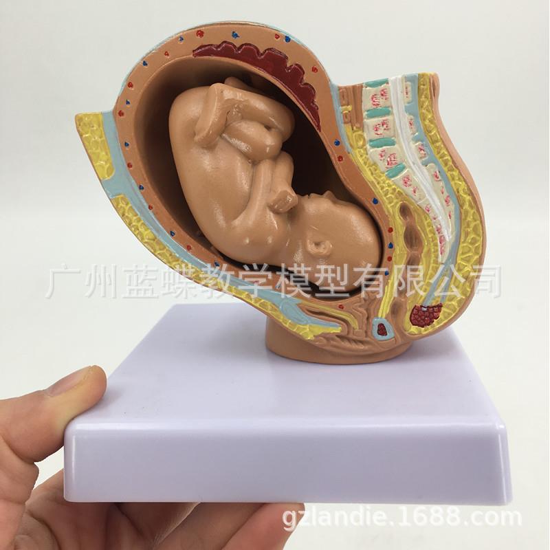 女性盆腔附足月胎儿模型 妊娠发育九个月胎儿子宫 胚胎模型 胎儿