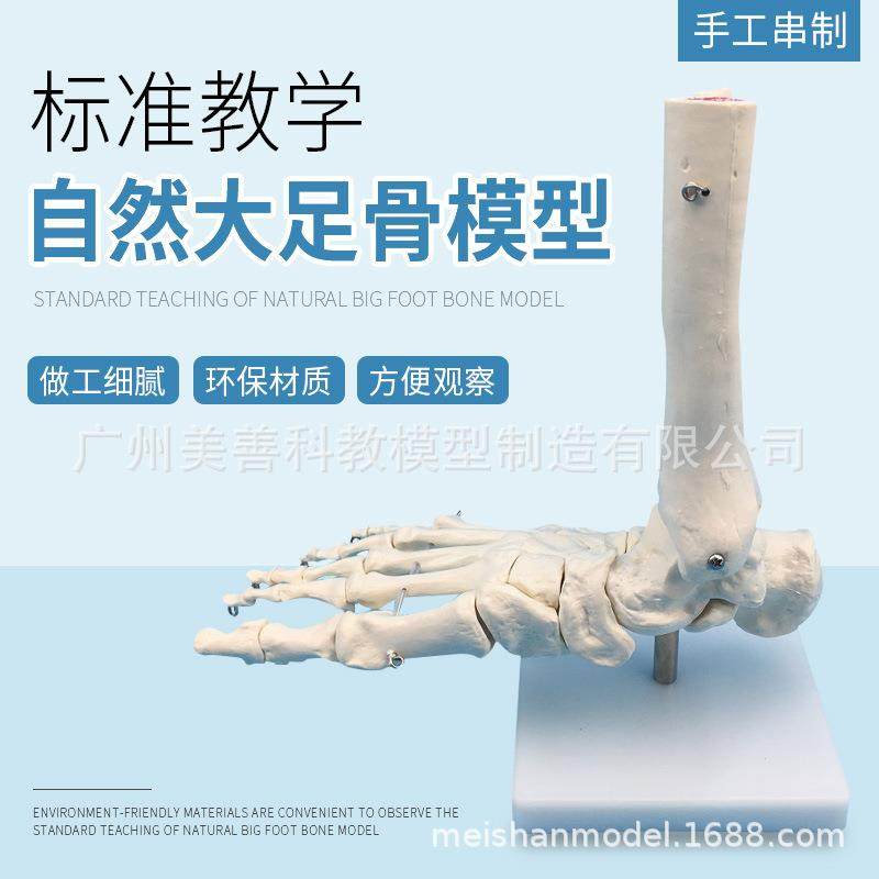 1:1脚关节模型 脚部骨骼足关节 自然大足骨脚骨 脚部解剖结构模型