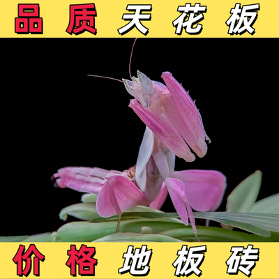 兰花螳螂版纳兰花螳螂活物宠物螳螂桌面宠物包活送饲养杯送食物