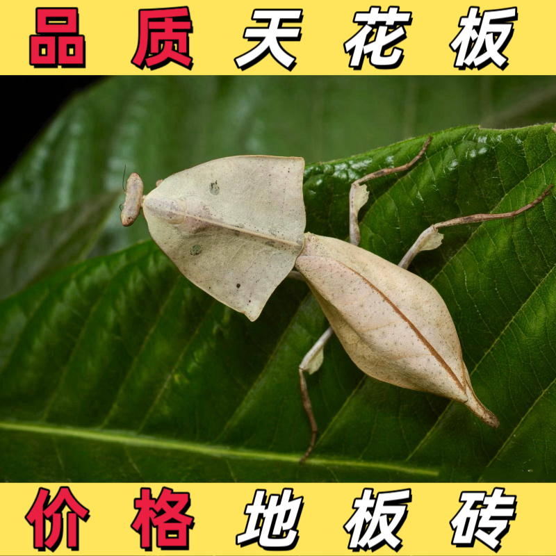 眼镜蛇枯叶螳螂宠物螳螂观赏螳螂懒人宠物桌面宠物