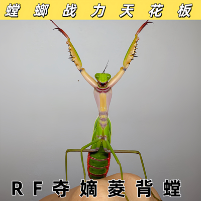 rf夺嫡菱背螳螂rf盾螳螂战力天花板巨人螳螂活体螳螂儿童礼物