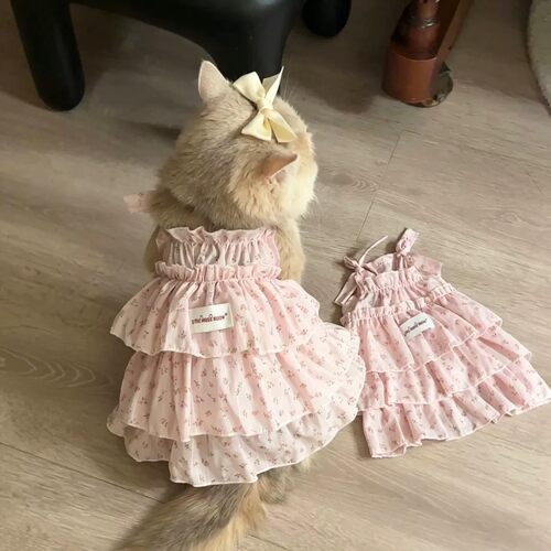 猫咪裙子春夏季公主风吊