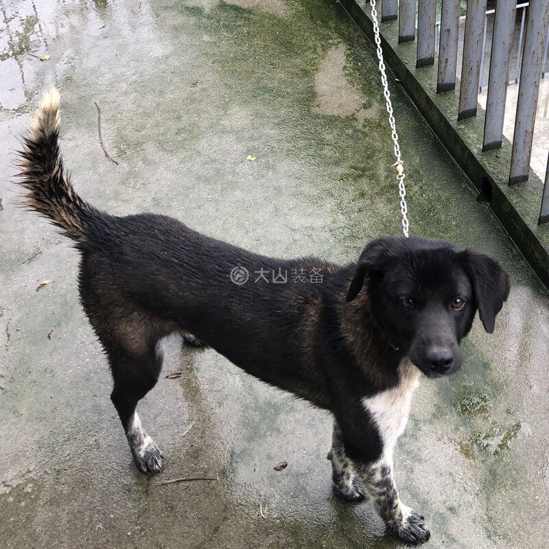 热销304不锈钢狗链子小型犬/中型犬猎狗马犬专用项圈牵引绳栓狗铁