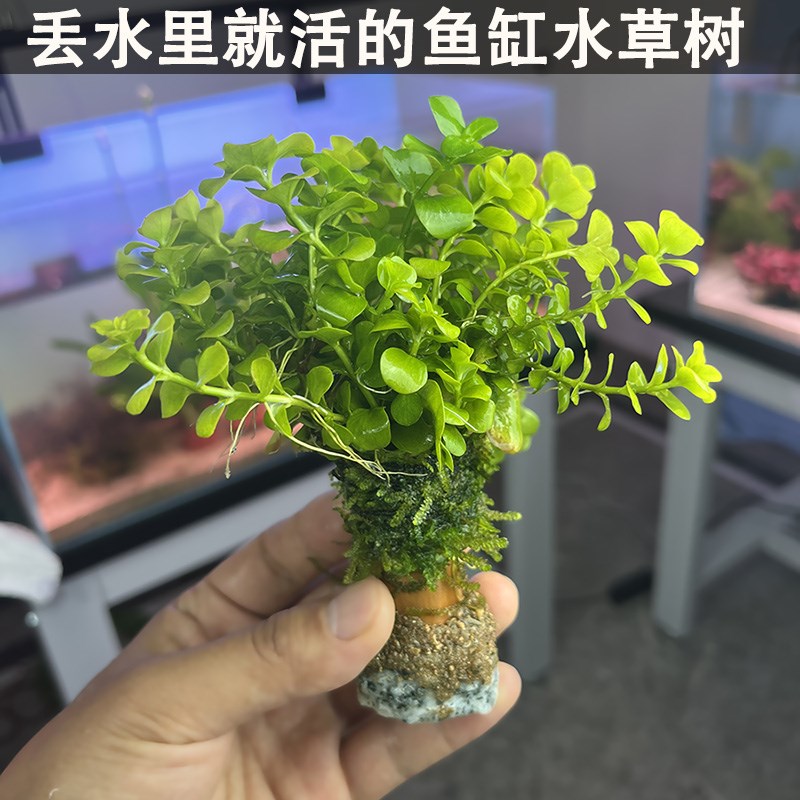 热销鱼缸里的金钱树净化水质水草水草沉木植物增氧成品水草植物