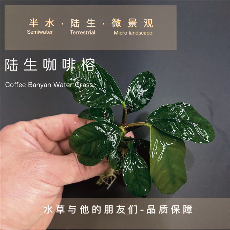 热销陆养咖啡榕(半水)水榕迷你小水榕草缸沉木造景阴性水草金钱