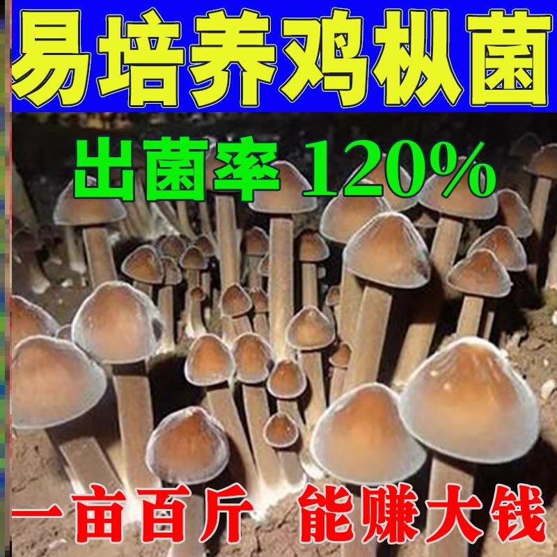 鸡枞菌种种植人工种植家庭阳台优质鸡枞菇M高产云南贵州懒人菌菇