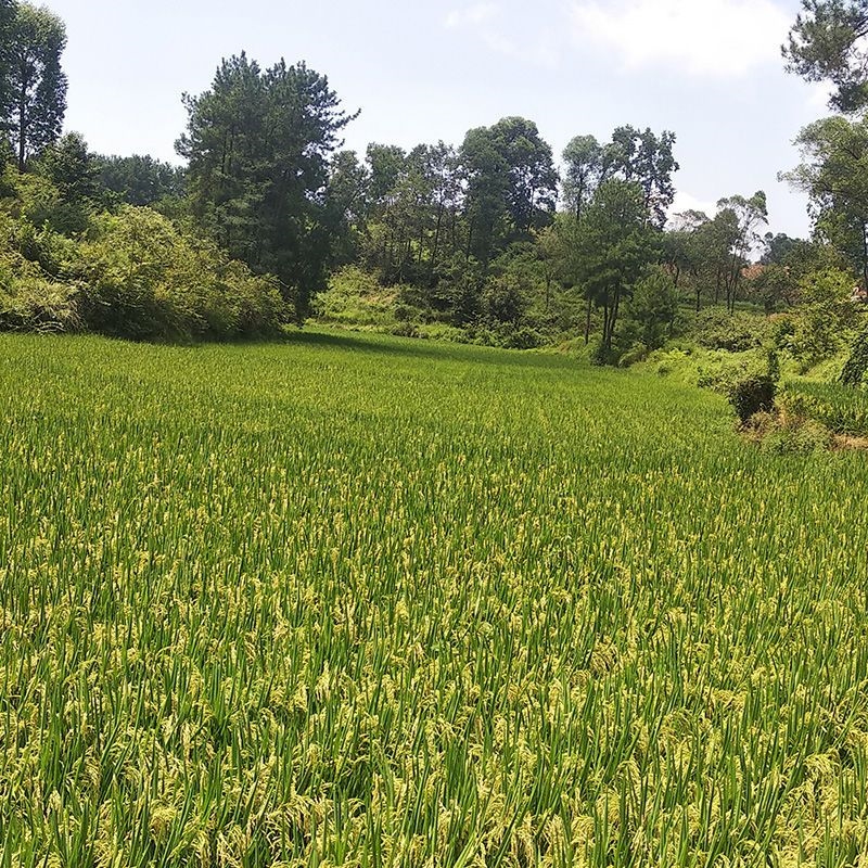 农家稻谷带壳谷子水稻稻子带壳粮食喂鸡鸭鹅鸽鸟仓鼠宠物饲料包邮