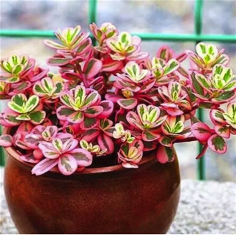 太阳花锦垂吊开花多肉植物太阳花盆栽阳台易养好养花卉花苗带花苞