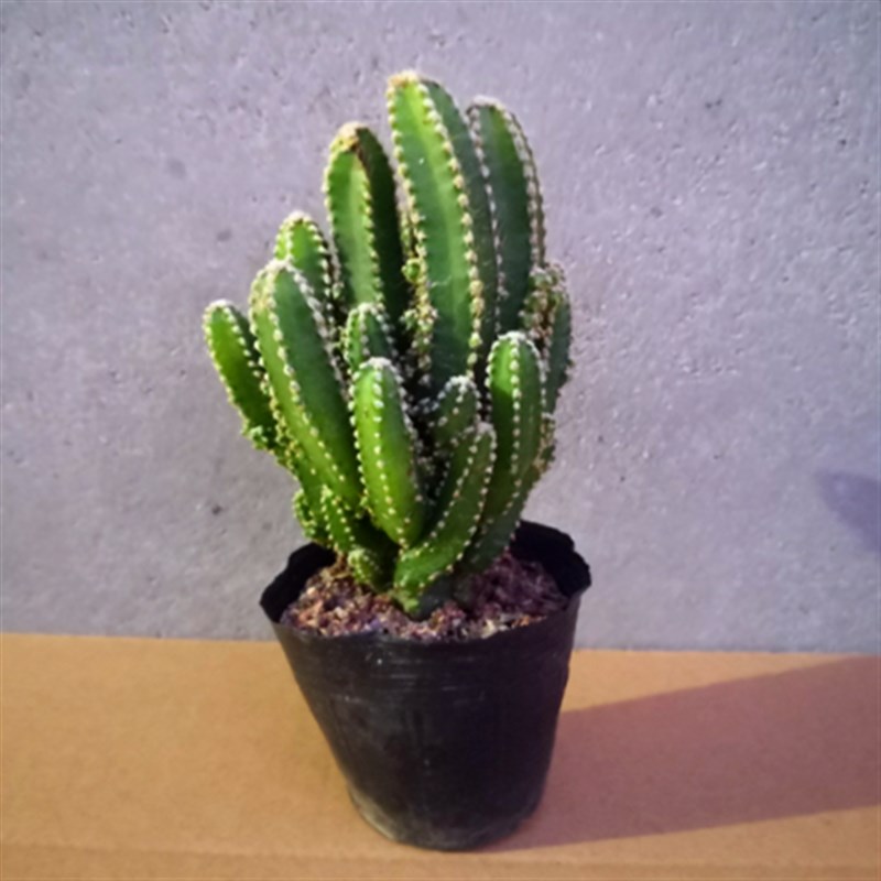 多肉万重山小盆栽绿植花苗多肉组合仙人掌植物办公室桌面喜阳室内