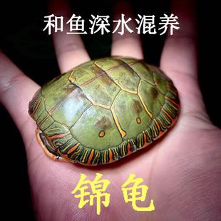 活泼深水东西锦龟苗招财网红鱼缸混养乌龟宠物活体观赏吃菜龟长寿