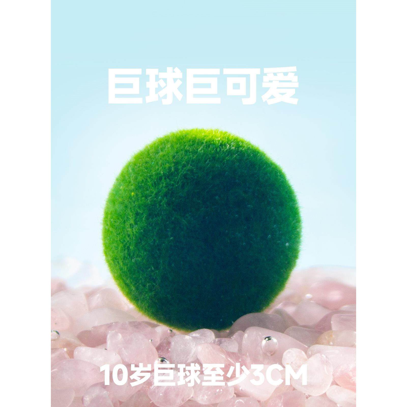 marimo马里莫 球藻水培绿植物巨球生态瓶10岁20岁大号巨型海藻球
