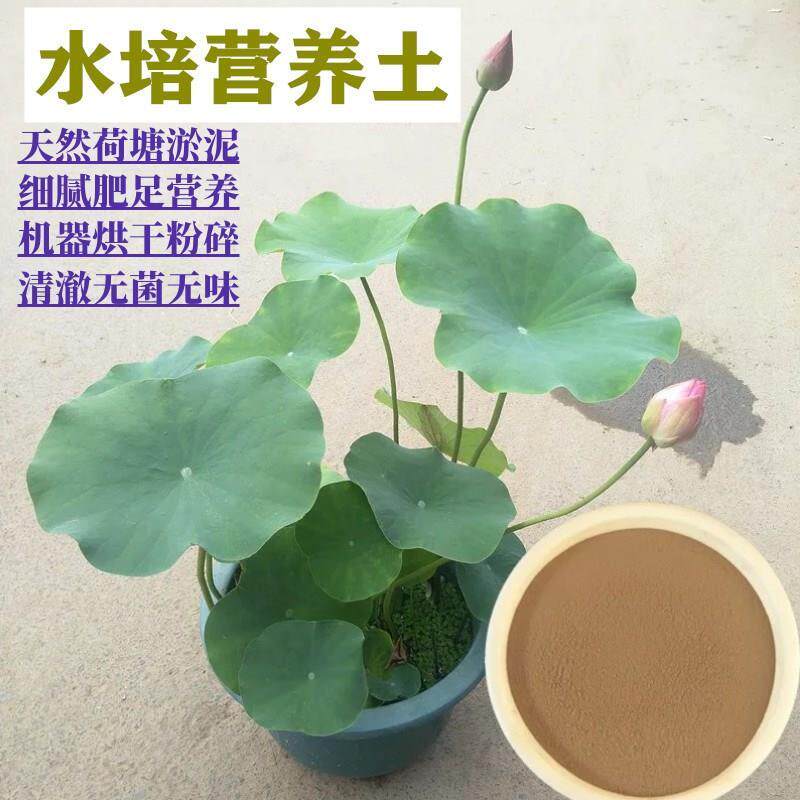 极速睡莲荷花不浑水碗莲专用土荷花泥淤泥河泥水培正宗荷塘泥河塘