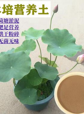 极速睡莲荷花不浑水碗莲专用土荷花泥淤泥河泥水培正宗荷塘泥河塘