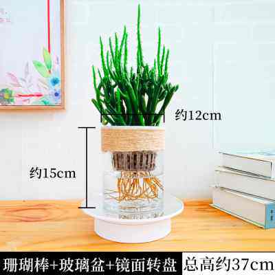 极速水培珊瑚棒招财山多肉绿植物仙人掌微景观四季常绿盆栽室内净