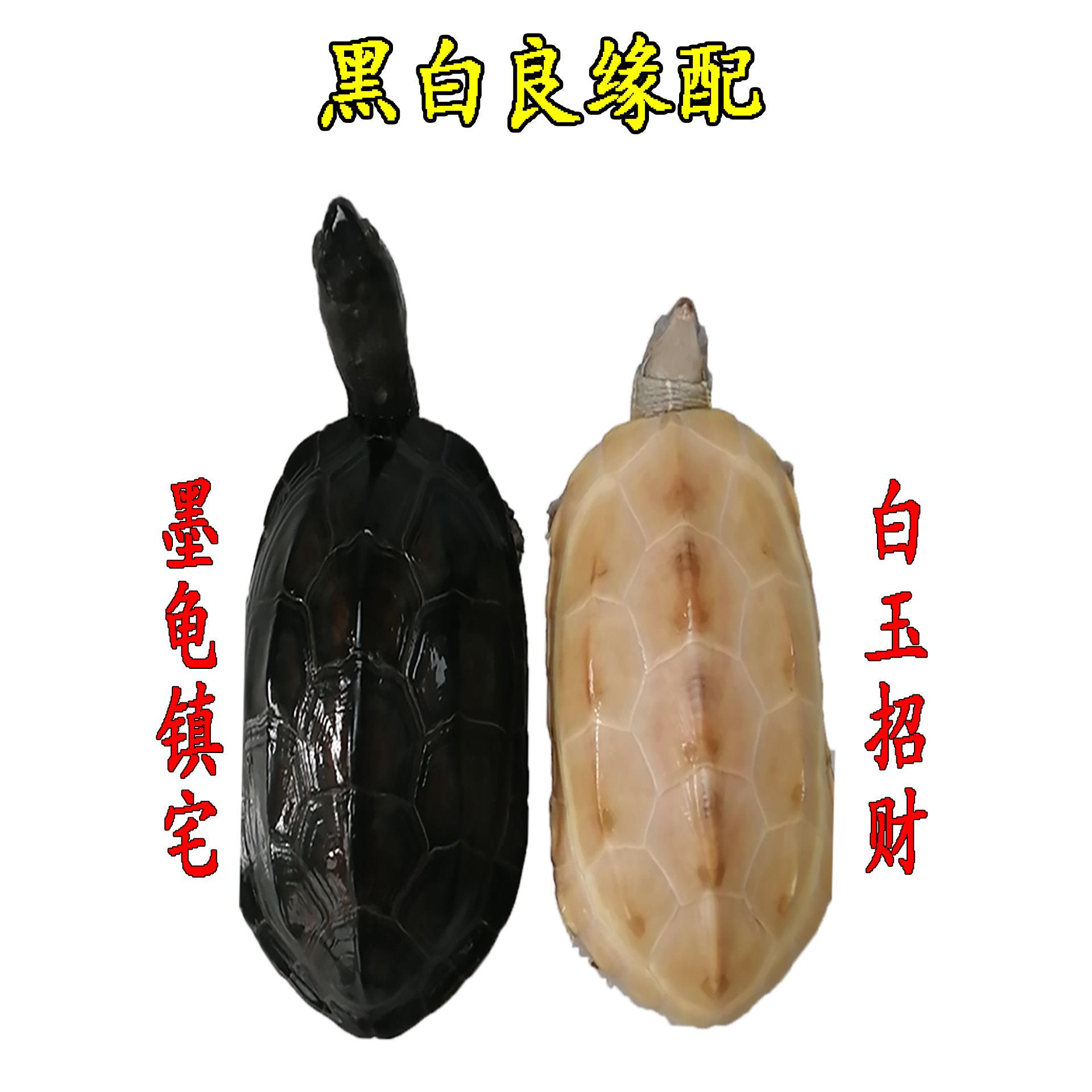中华墨龟白玉龟黑白配白色乌龟白化金银活体全黑宠物龟情侣招财龟