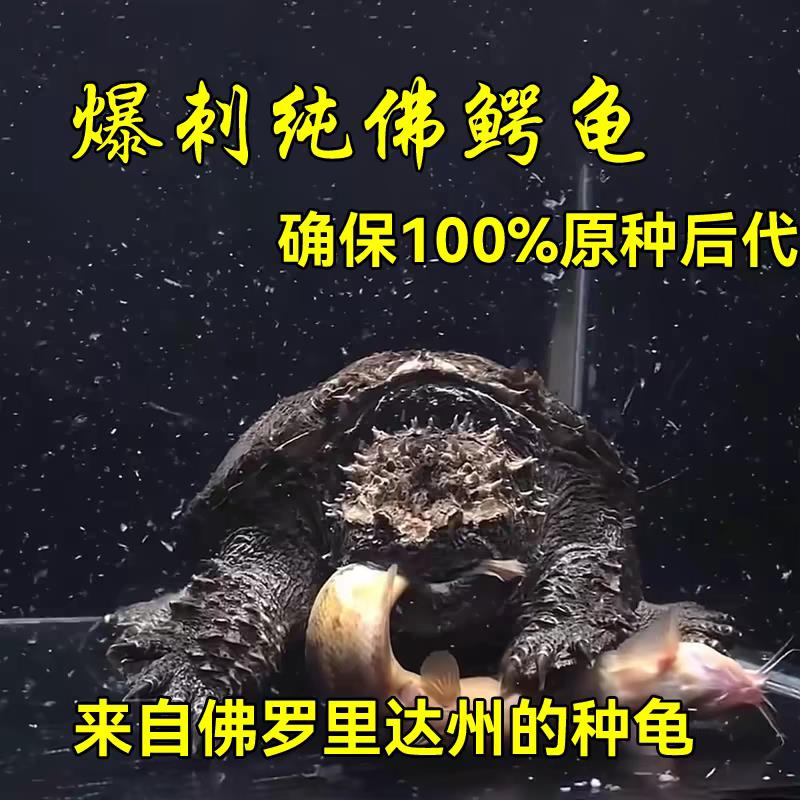精品霸气野后纯佛鳄龟爆刺粗刺高背头活体观赏宠物龟