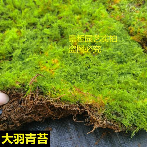 苔藓微景观雨林缸盆景铺面鲜活大羽青苔diy创意植物庭院假山装饰