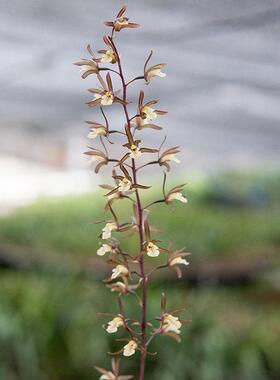 匠人花圃阔叶带唇兰花盆栽紫花杓唇香好养本土国兰一叶卡特石斛奇