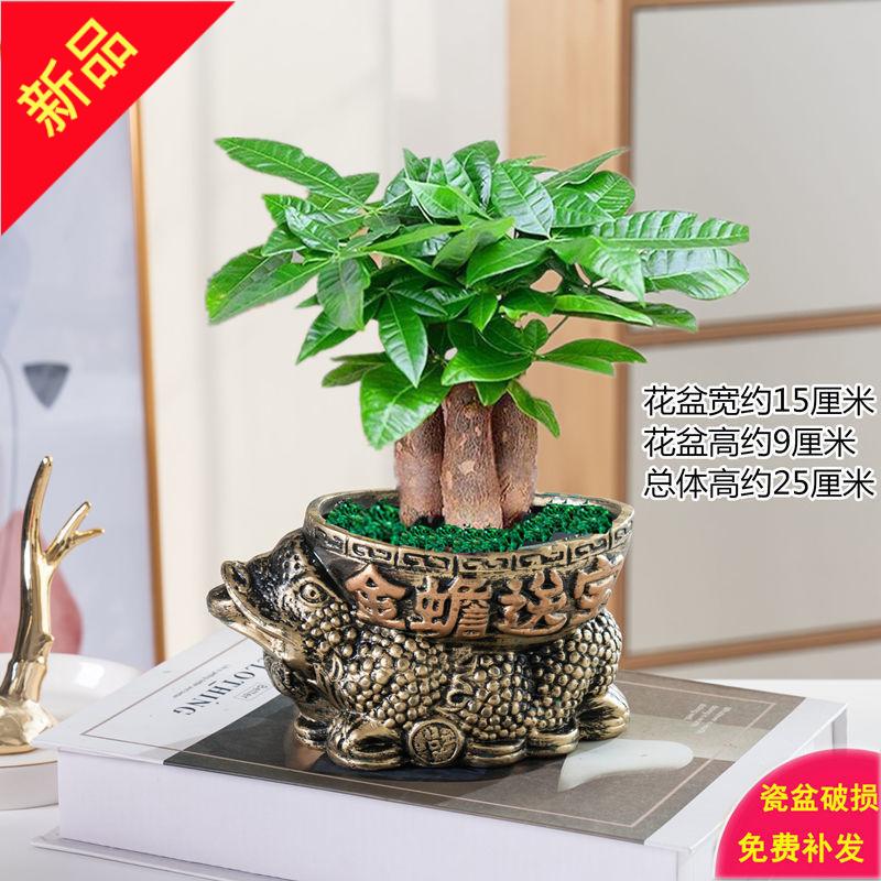 不需要阳光绿植适合放卧室发才树