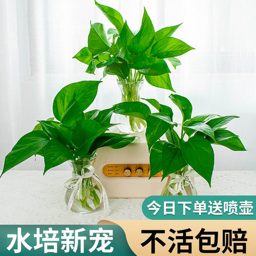 水培绿萝植物办公室内桌面创意