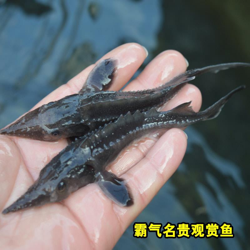 鲟龙鱼苗淡水养殖鱼缸鱼塘中华观赏鱼活体尖嘴鲟大型冷水鱼鲟鱼苗