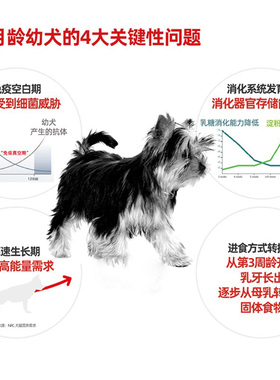 一个月灰泰迪贵宾幼犬专用狗食小颗粒F满月灰色奶糕粮离乳期2个月