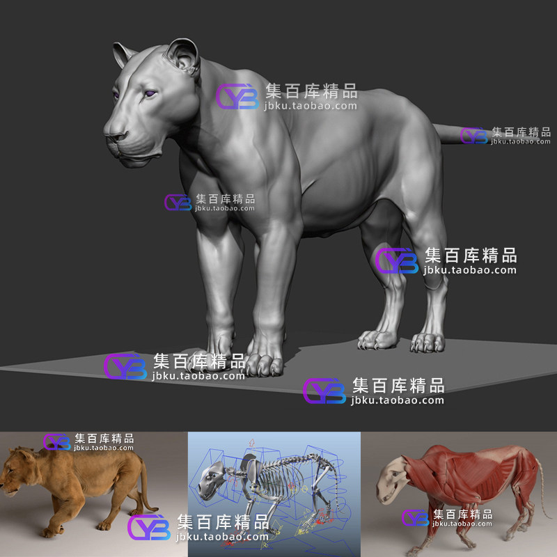Maya高精度写实狮子雄狮猫科动物肌肉解剖3d模型带骨骼绑定动画
