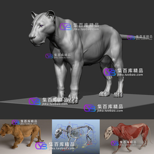 Maya高精度写实狮子雄狮猫科动物肌肉解剖3d模型带骨骼绑定动画