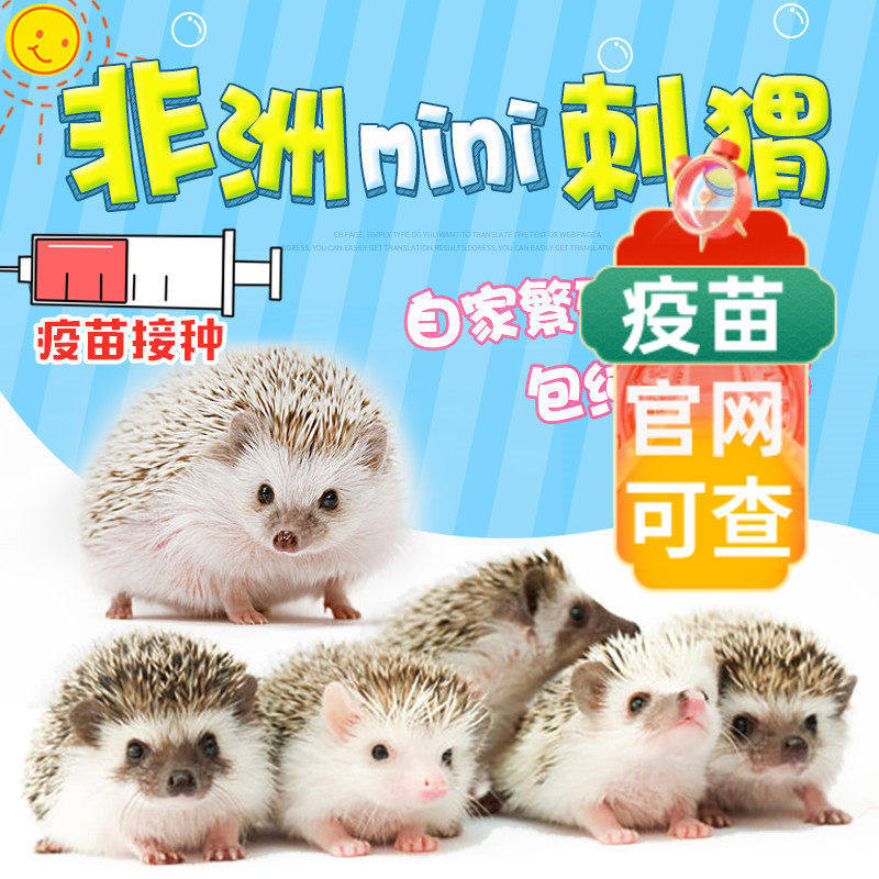 非洲迷你刺猬活物送笼子刺猬宠物已打疫苗纯种刺猬幼崽活体小宠物