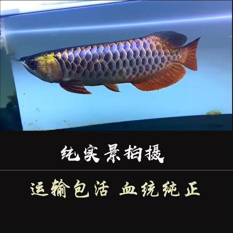 热销金龙鱼活鱼幼苗印尼红龙鱼古典蓝底金头过背中大型热带观赏鱼
