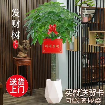 大型发财树盆栽植物办公室内外大棵客厅绿植花卉乔迁新居开业礼物