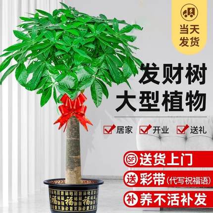发财树盆栽大棵室内摆客厅大型步步高招财树绿植物办公室乔迁开业
