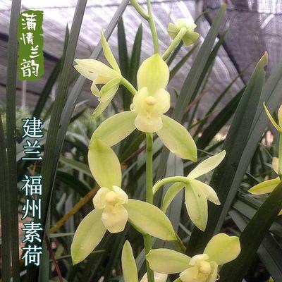 兰花四季兰建兰福州素荷 大叶铁骨素绿植物盆栽办公室内夏季带花
