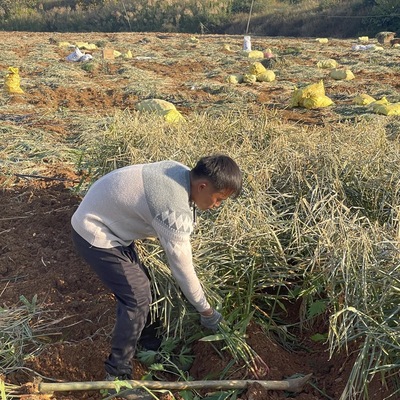老姜生姜批发应季新鲜蔬菜姜正宗云南小黄姜土姜辛辣调味料月子姜