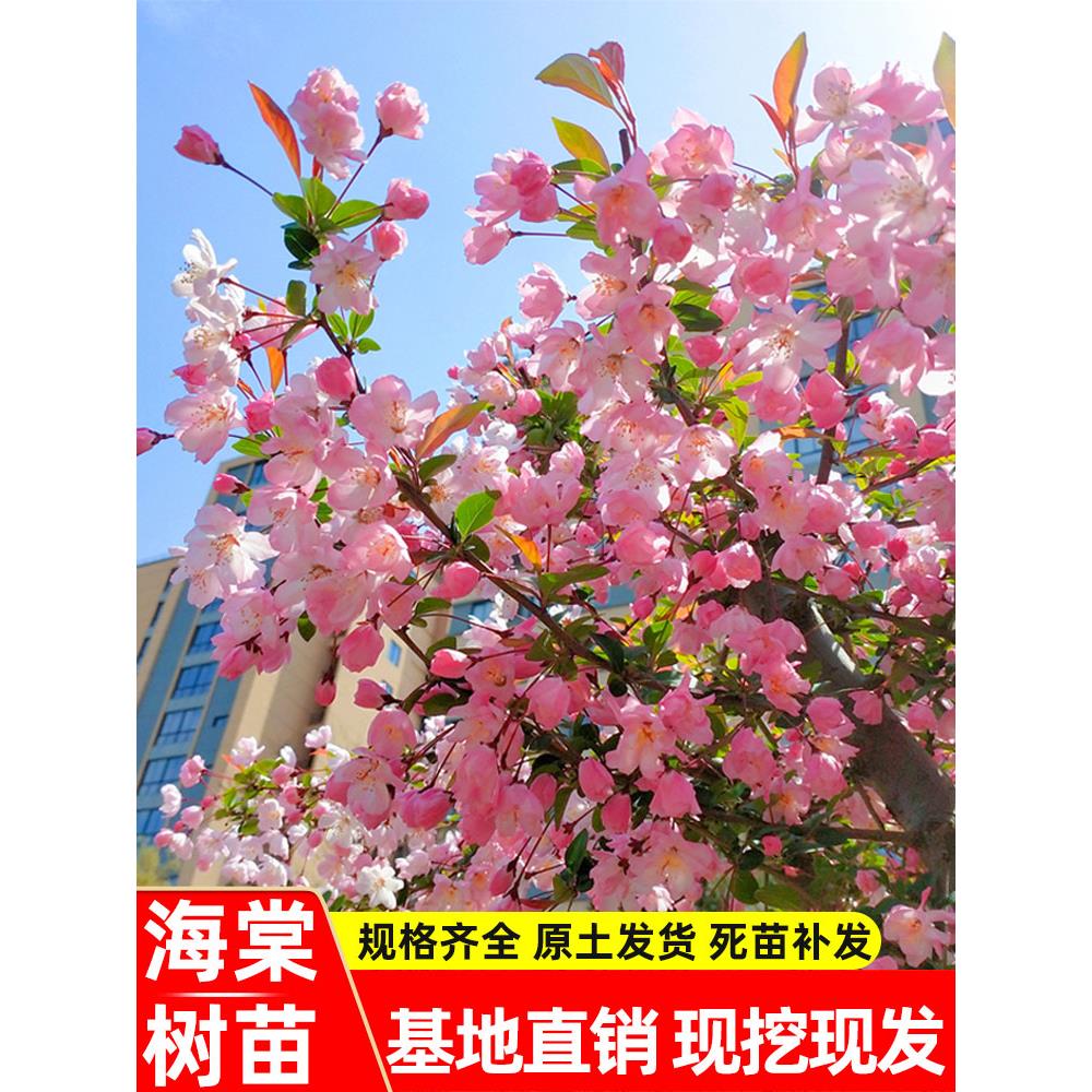 海棠树苗庭院西府垂丝海棠花盆栽地栽大型四季花卉耐寒南北方种植