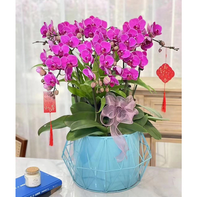 菱形铁艺花盆花器蝴蝶兰盆金属北欧花架冬青盆器绿植仿真花新中式