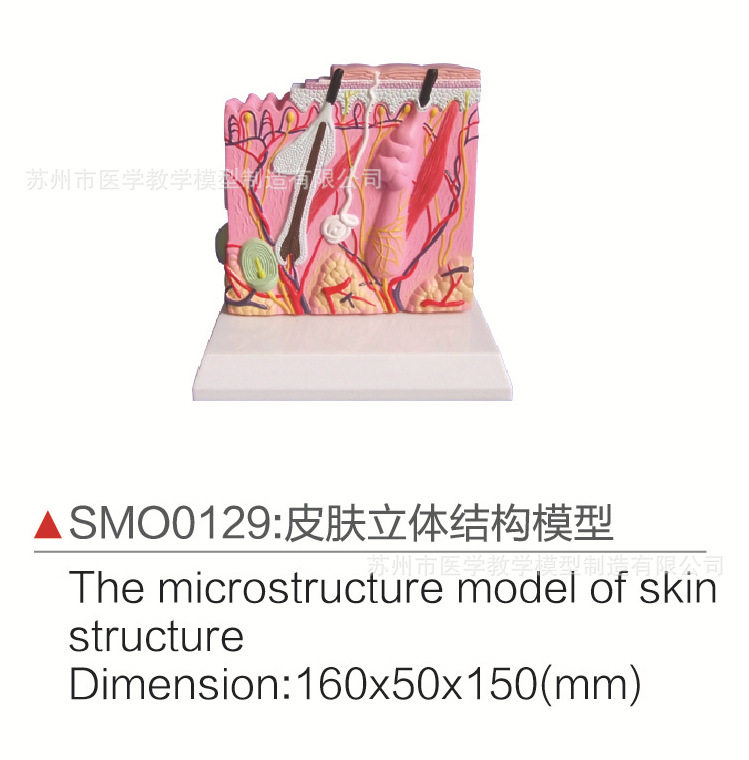 SMO0129皮肤立体结构模型
