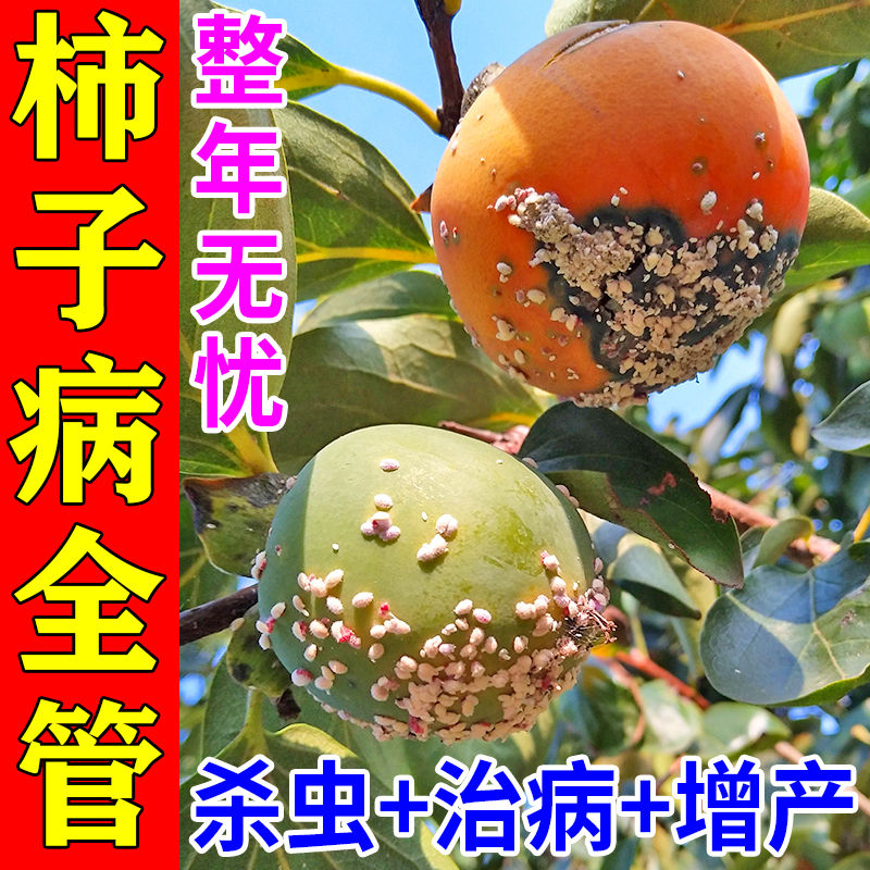柿子树杀虫专用药柿面虫杀虫剂