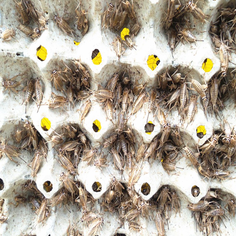 包邮活体蟋蟀白针头蛐蛐油葫芦蜥蜴蝎子蜈蚣红龙蜘蛛鸟食活虫饲料