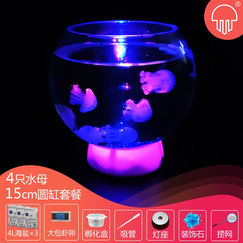 水母活物饲养宝宝学生宿舍适合儿童小孩家养好养赤月海月宠物水族