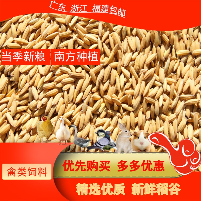 带壳稻谷喂鸡鸭i鹅鸽子鸟食散养禽类当季水稻种饲料宠物用新原粮