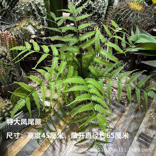 仿真蕨类植物大把束波斯叶散尾葵凤尾蕨肾蕨山草地面造景装饰绿植