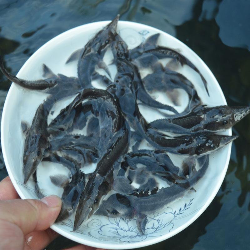 鲟龙鱼苗淡水养殖鱼缸鱼塘中华观赏鱼活体尖嘴鲟大型冷水鱼鲟鱼苗