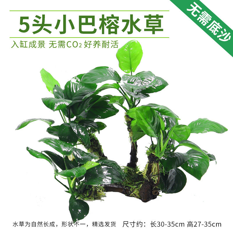 懒人水草活体鱼缸造景水榕沉木小水榕水草活体小巴榕丹麦榕金钱榕