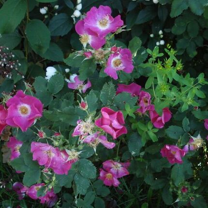 新品珍品草原蔷薇/阿肯色蔷薇Rose arkansana 12粒