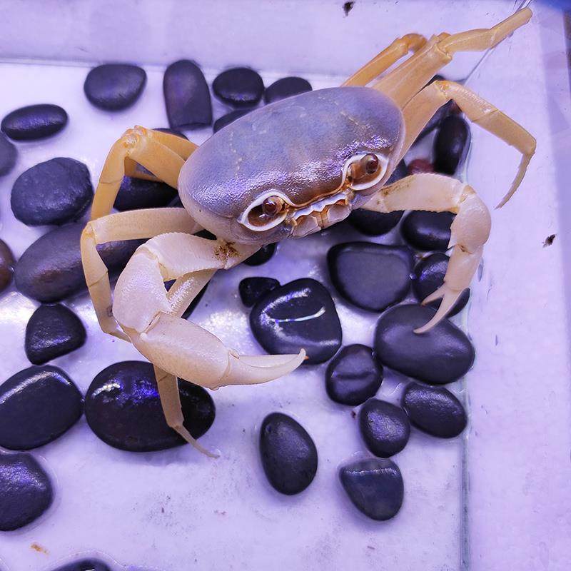 迷你可以养的小螃蟹水族箱爬行小动物家养鱼缸观赏可爱宠物淡水