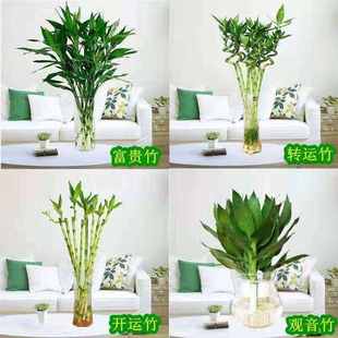 龙竹特粗富贵竹植物水养四季招财带根家用有根的水竹水中绿竹水培
