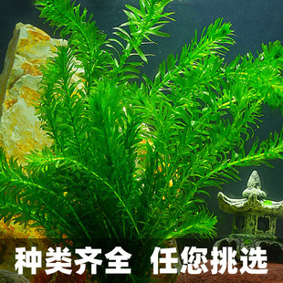 水草活体 鱼缸造景 好活易养 真水草水下叶 植物绿菊蜈蚣草湛蓝